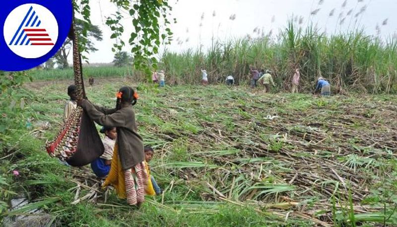 Family of Laborers Harvesting Sugarcane Faces Problems in Belagavi grg