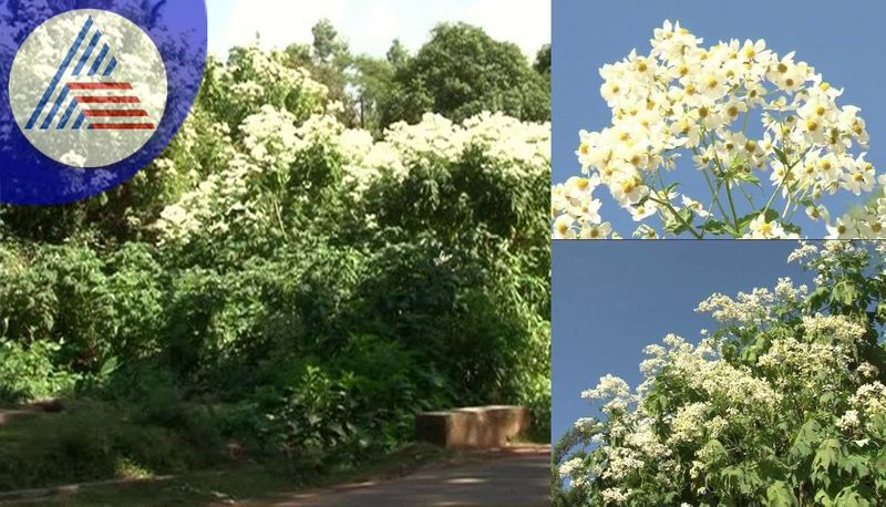 Beauty of the wild jasmine that bloomed in winter in Malenadu sat