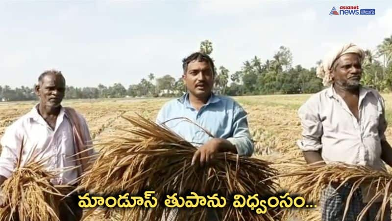 Cyclone Mandous Effect... Heavy crop damage in Andhra pradesh 