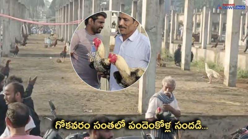 Cockfight Roosters sales in Gokavaram Market 