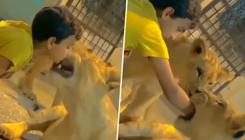 Little boy playing with dangerous lions shocked netizens; video goes viral - gps