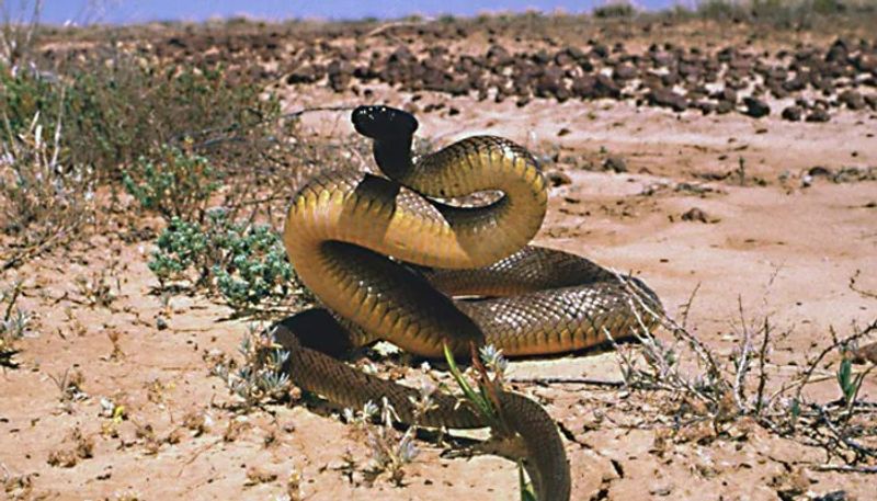 inland taipan the most venomous snake in the world 