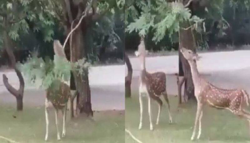 monkey helping deer video 