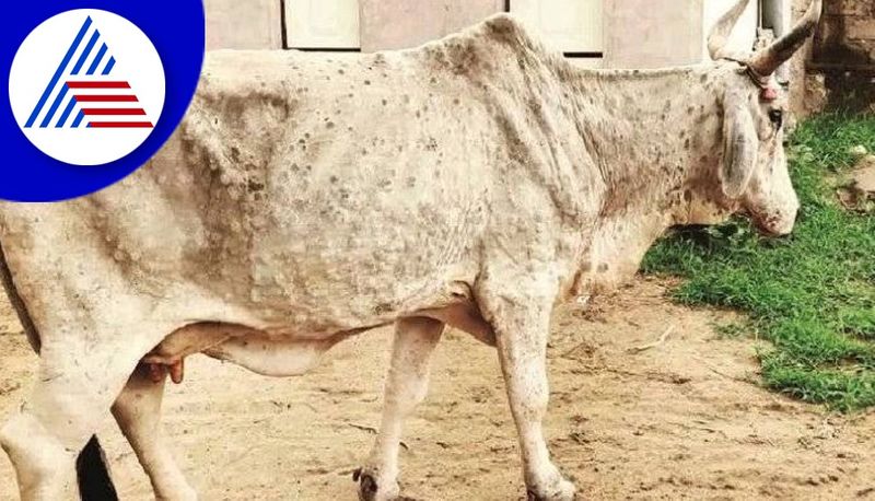 176 Cattle Dies Due to Lumpy Skin Disease in Belagavi grg