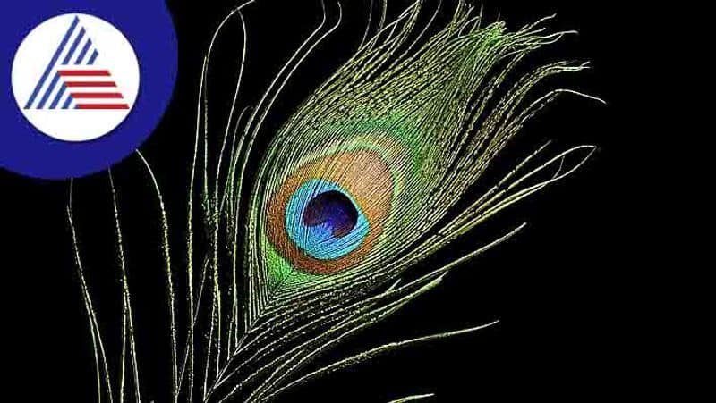 amazing benefits of keeping peacock feathers at home as per astrology in tamil mks