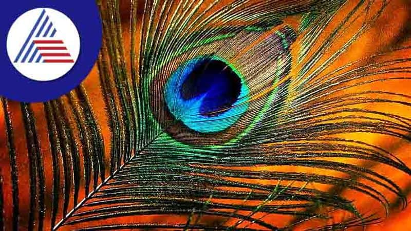 Vaastu Shastra 6 Rules Related To Peacock Feather In Home suh