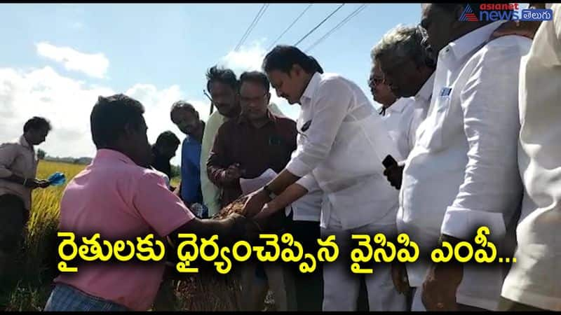 YSRCP MP Mopidevi Venkataramana inspected damagged crops in Bapatla krishna districts