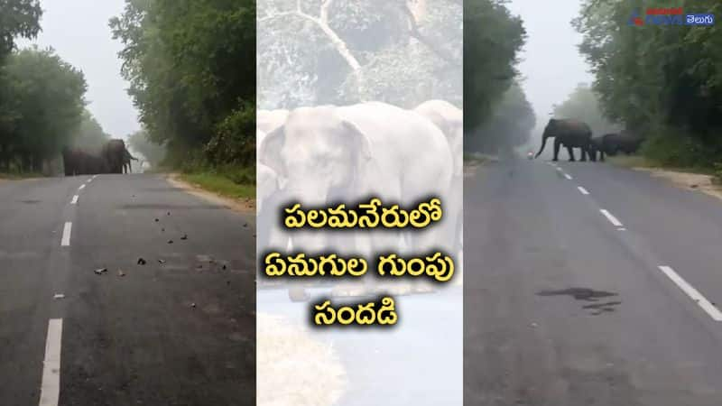 Elephants Crossing road in Palamaneru 