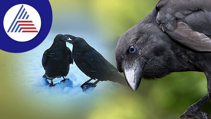 Two Crows Spiritual Meaning