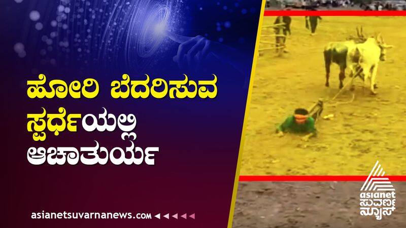 young man dragged away by bulls in Haveri suh