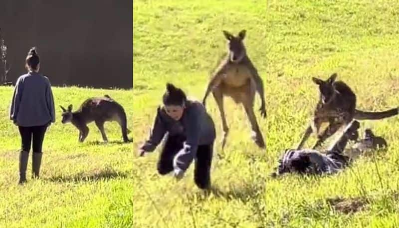 wild kangaroo chases tourist who attempt to touch from behind 