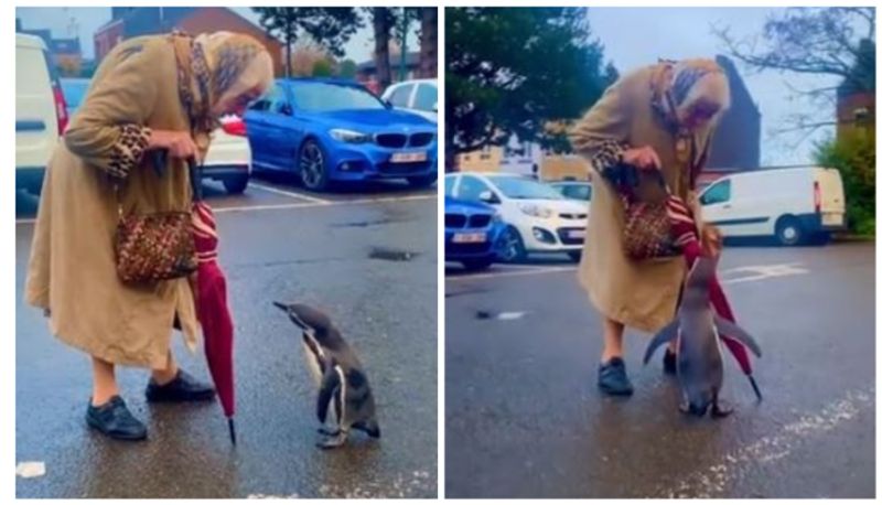 video of a curious penguin following an elderly woman is the cutest