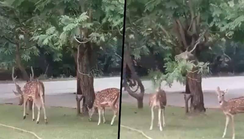 Monkey bends a tree branch to help deer eat leaves; viral video amazed netizens - gps