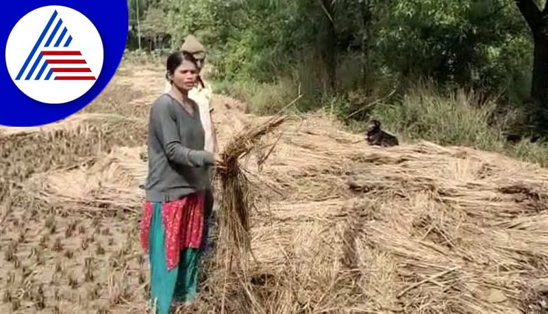 Mandous Cyclone Effect Destroying Crops In Kodagu gvd