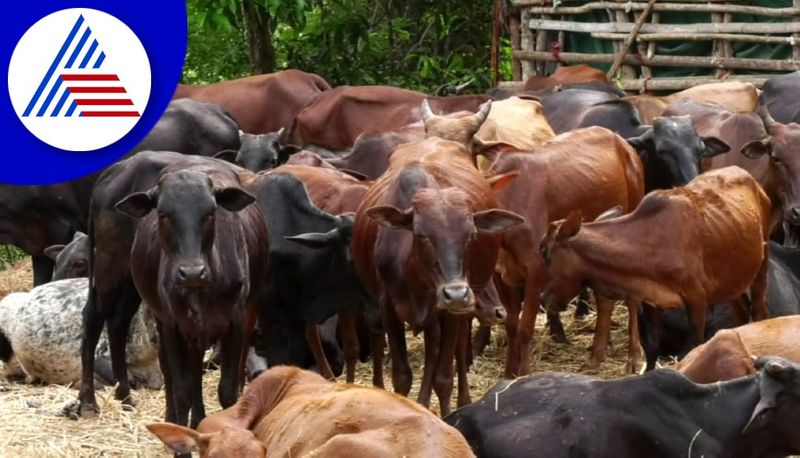 lumpy skin disease kills many cattle in uttara kannada district gvd