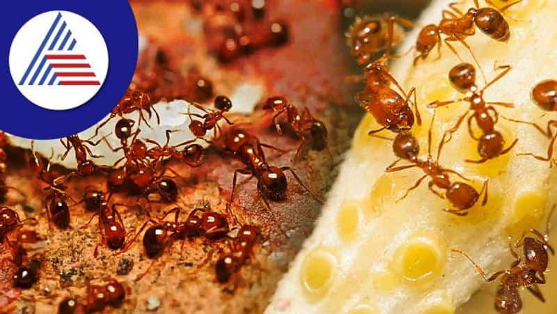 what it means if you see red or black ants in your house skr