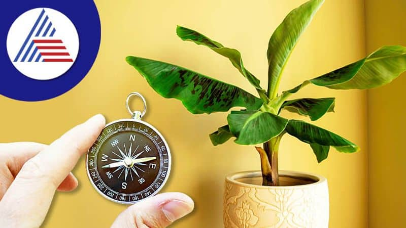 If you are planting a banana plant at home then follow these Vastu tips skr