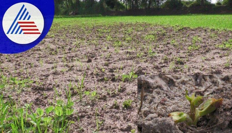 Cyclone destroys commercial crops Farmers tears at udupi rav