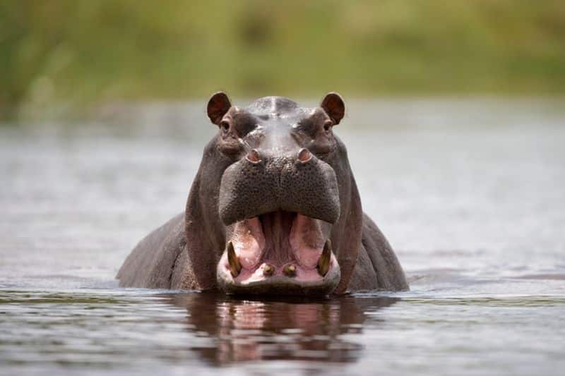 Ugandan kid swallowed by Hippo is alive