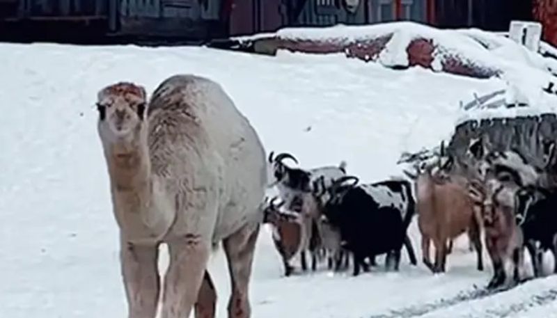 Camel Witnesses Snow For The First Time, Shares Happiness With Its Friends