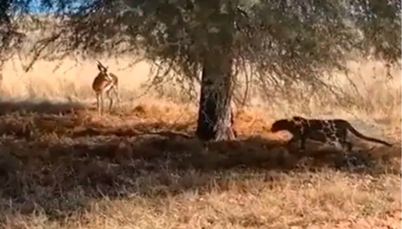 Video Shows Leopard Hiding In Plain Sight Before Attacking The Deer