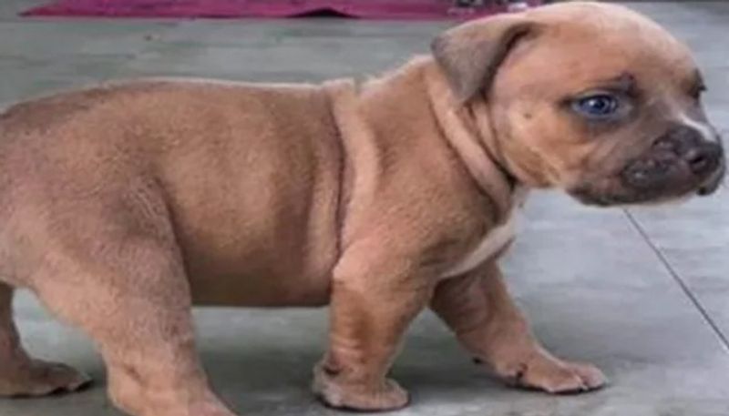 five week old puppy stolen during armed robbery 