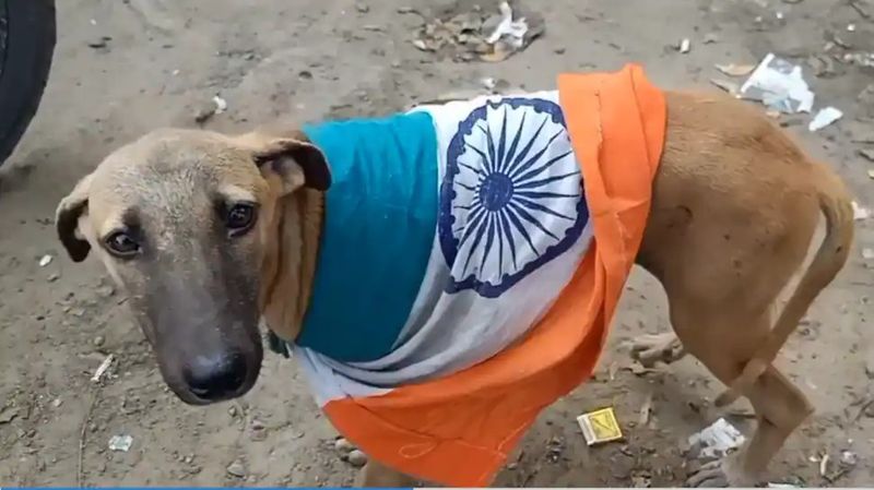 Someone dressed national flag in dog in theni