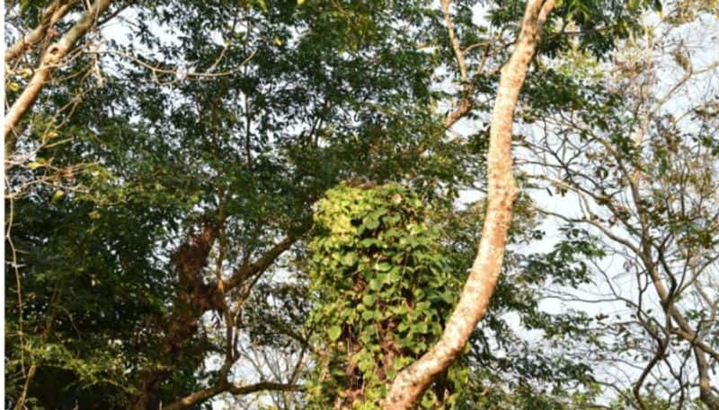 huge snake camouflages with trees can you spot the massive reptile