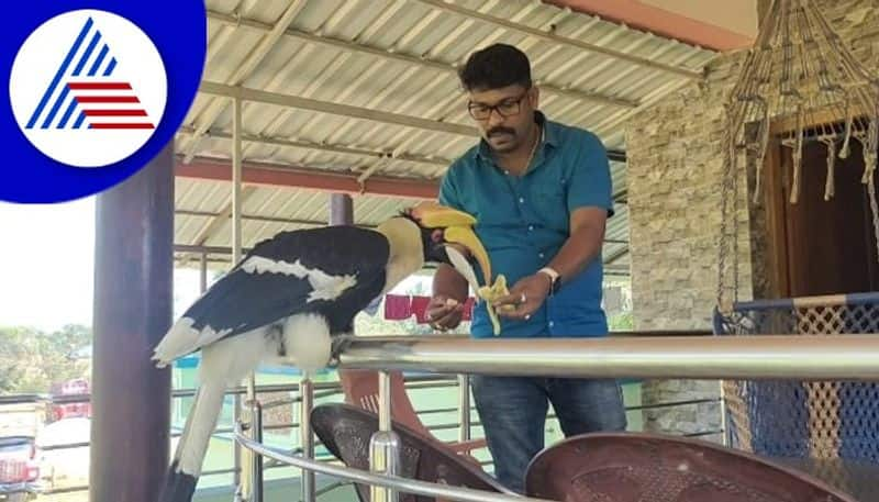 hornbill bird is a family friend and waits for food in uttara kannada Honnakeri village  gow