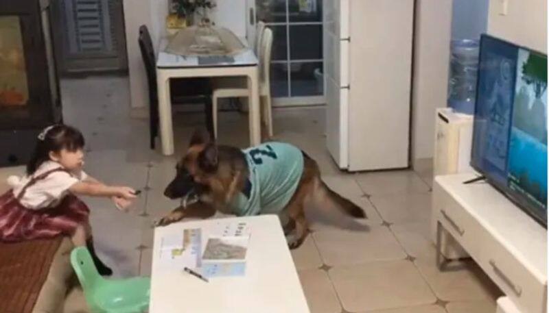 Dog Alerts Little Girl To Switch Off TV And Study As Father Comes Home