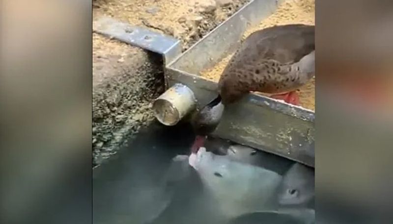 duck feeding fishes the video going viral 