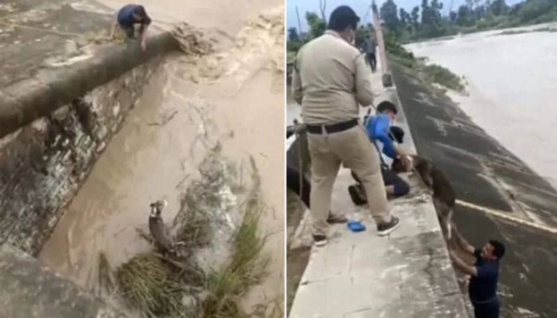 Man rescues dog stuck in a dam in viral video. Internet applauds him