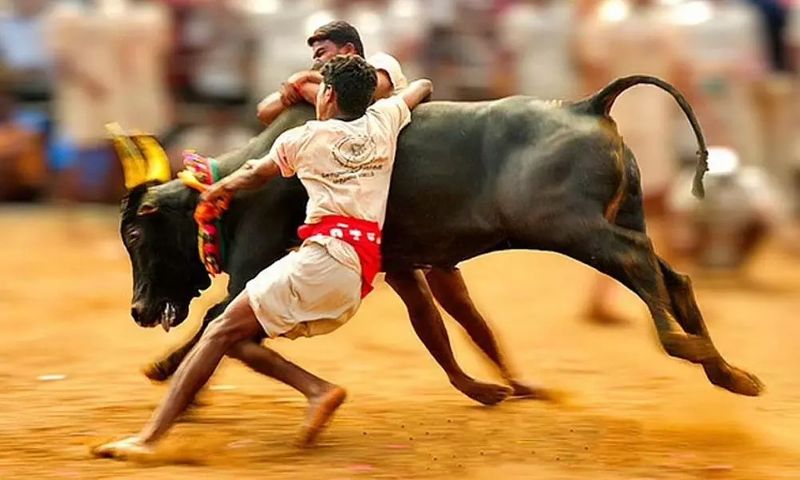 Caste name should not be mentioned in jallikattu matches: HC orders sgb