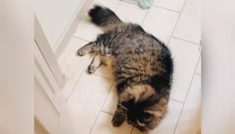 Video Of Cat Playing Door Hockey With Owner Goes Viral