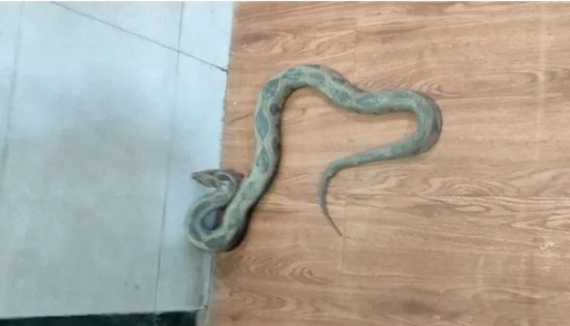 Highly venomous Russell Viper enters Naupada police station in Thane