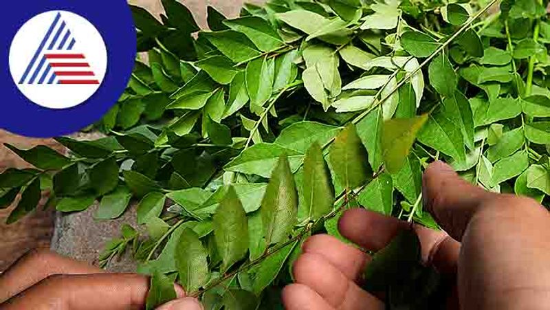 Benefits of Eating Raw Curry Leaves Daily 