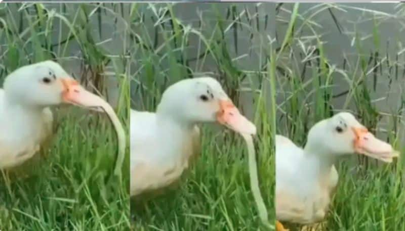 viral video of duck swallowing a snake alive 