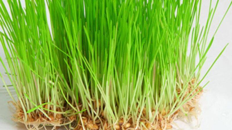 Cancer can be controlled by the juice of this grass