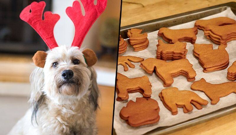 Christmas 2022: 2 Ways to have a flawless Xmas celebration for pet owners vma