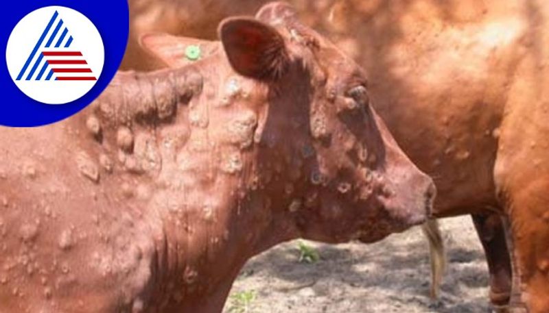 lumpy skin disease outbreak in Vijayapura 151 cattle died gow