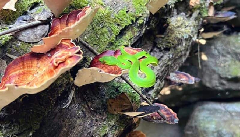 indian forest service officer shares green pit viper photo but netizens says it is graphical 