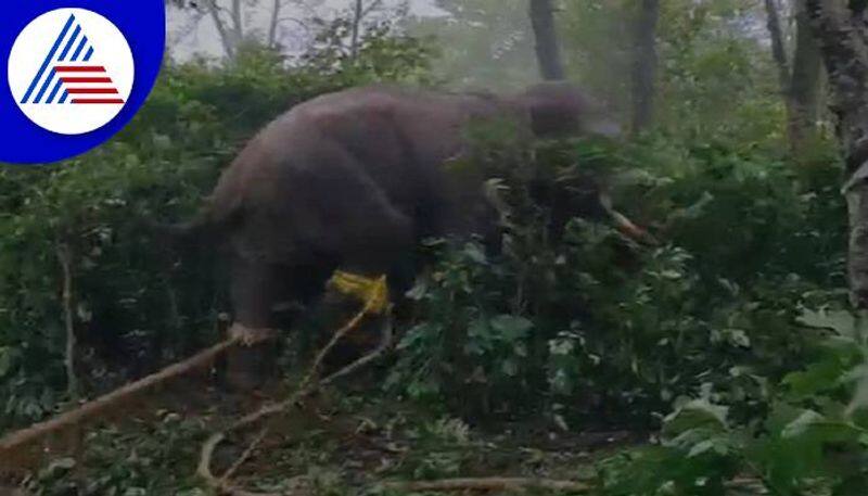 Locals Doubts About the Capture of the Elephant in Chikkamagaluru grg