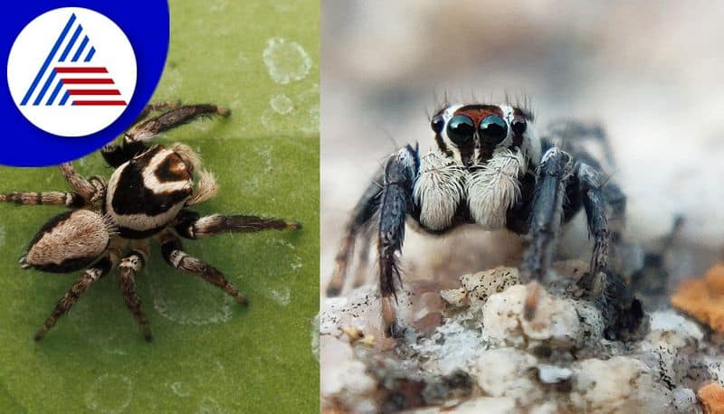 A new species of spider was discovered from the foothills of Nandi Hills gvd