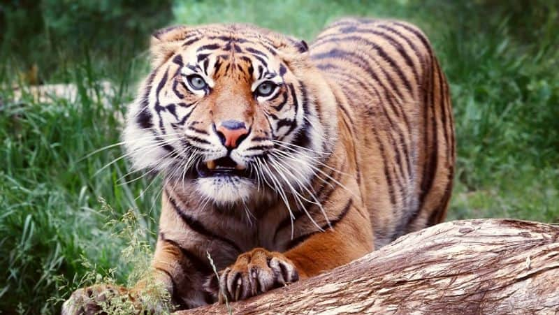 Two Tigers died in Indira Gandhi Zoo Park in Visakhapatnam RMA