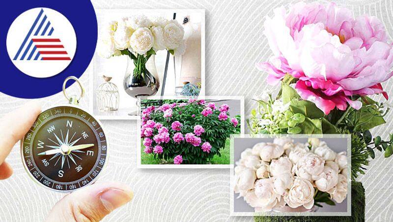 Plant Peony plant at home marriage can be successful skr