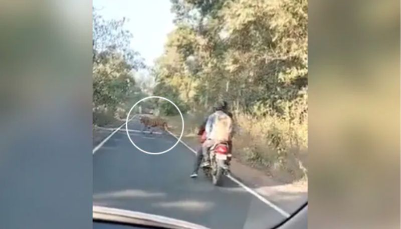 Two Bikers Were Passing Through A Forest When A Tiger Appeared