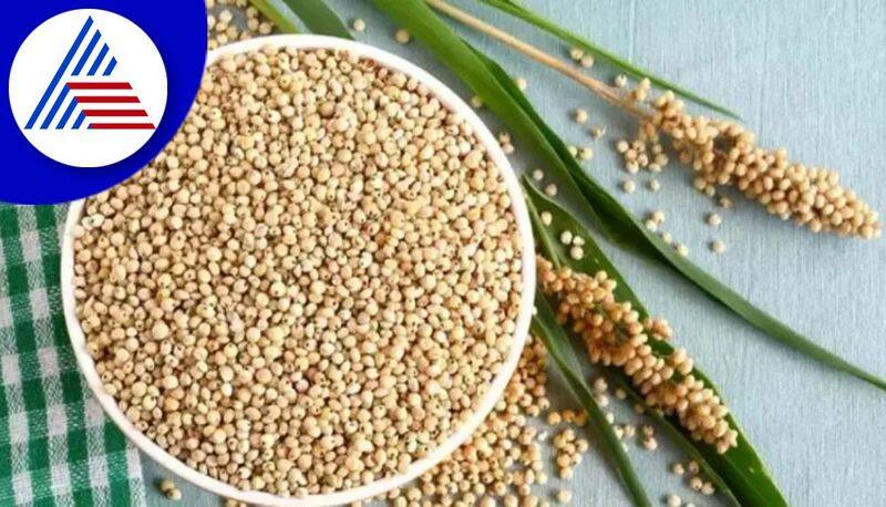 Jowar Nutrition Health Benefits of Jowar in tamil