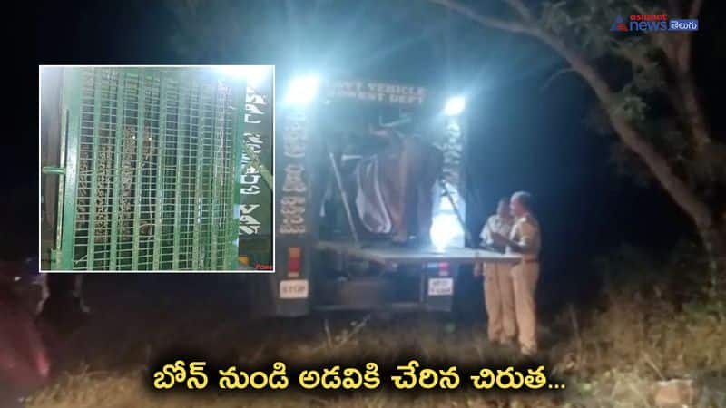 Leopard released in Amrabad Tiger Reserve in Mahabubnagar