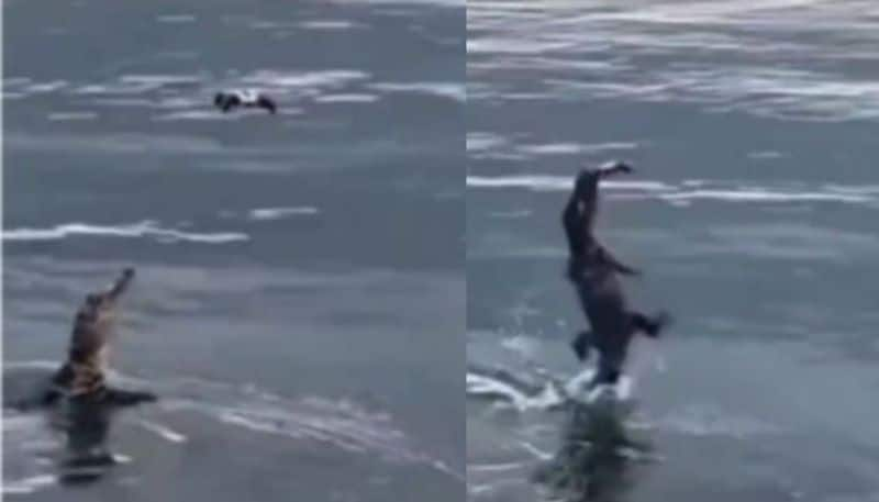 Alligator Leaps Into Air And Catches A Drone Filming it