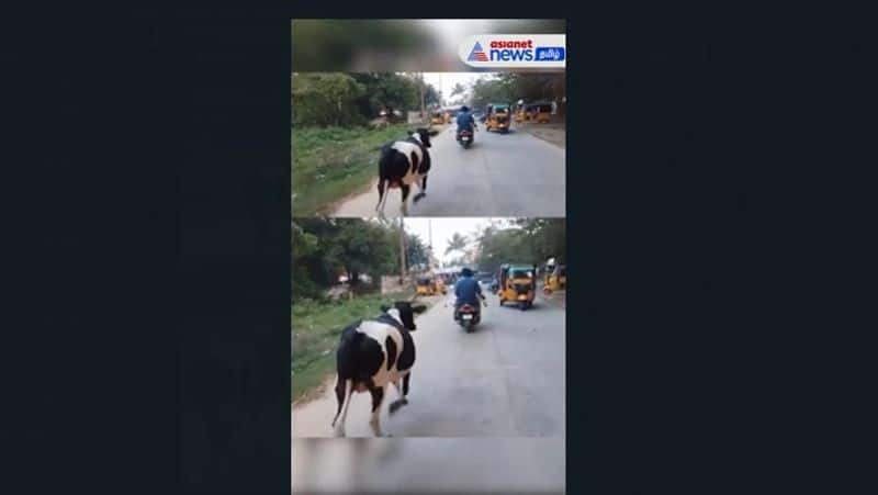 Mother cow running behind the calf at Kanchipuram